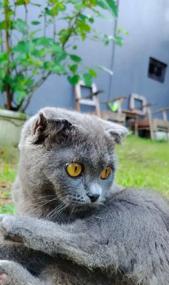 Scottish fold x BSH