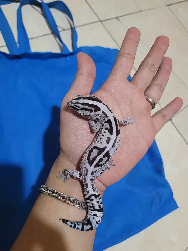 African Fat Tale Gecko AFT White Out Oreo Stripe Male bagus