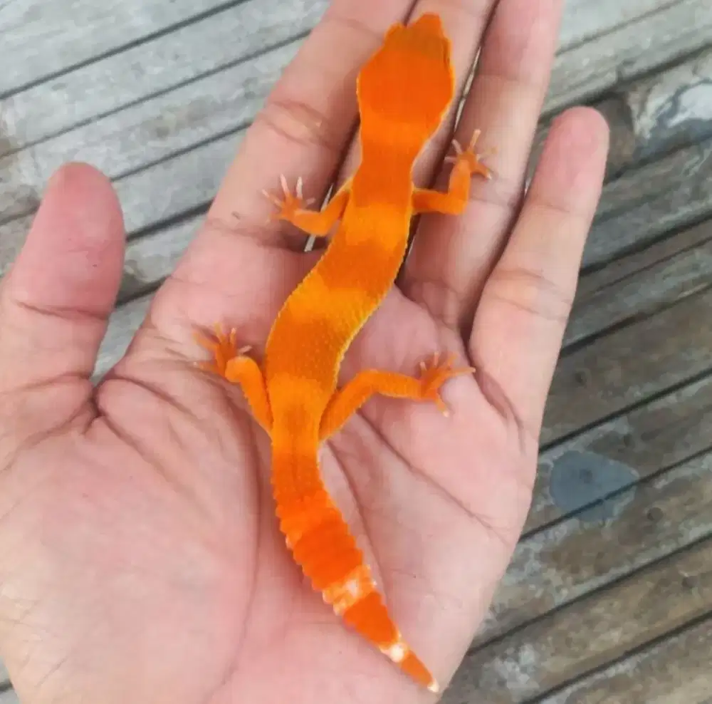 leopard gecko SHCTB Merah Female