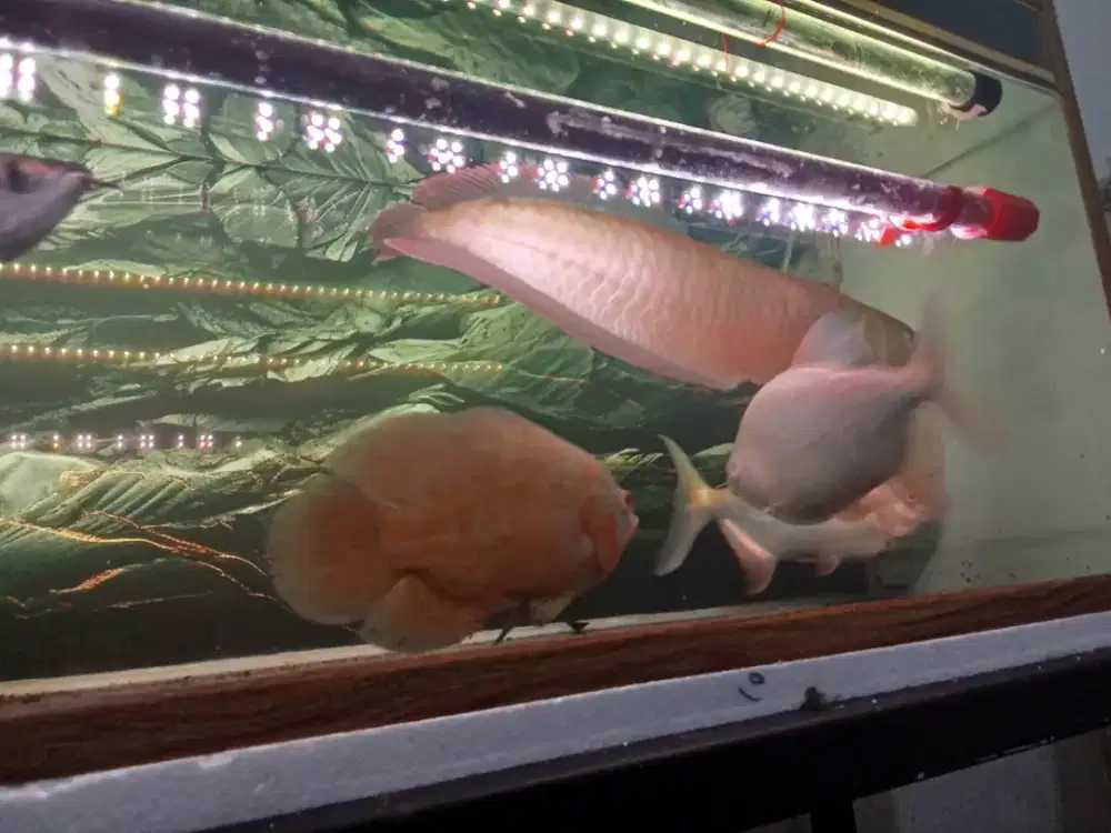 Jual ikan predator