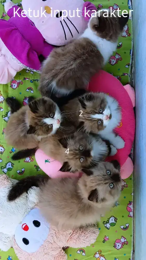 Kitten ragdoll sisa 2 ekor betina