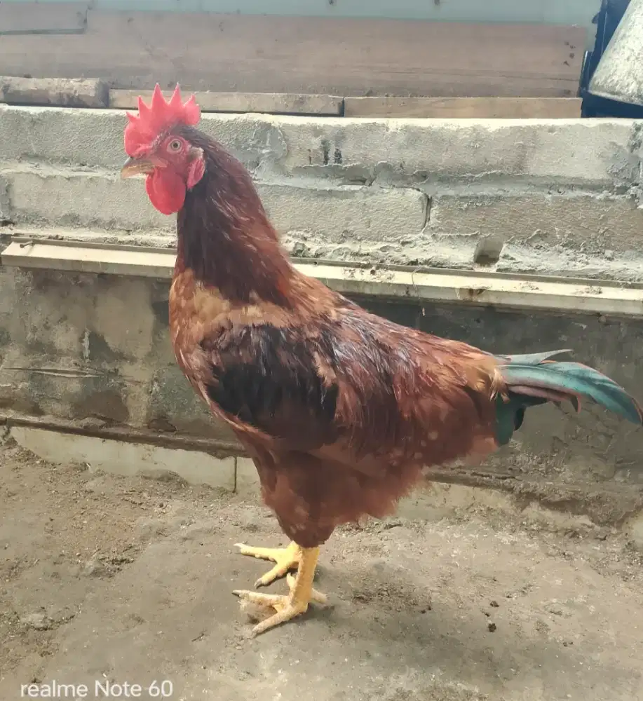 Ayam potong 1.8 kg
