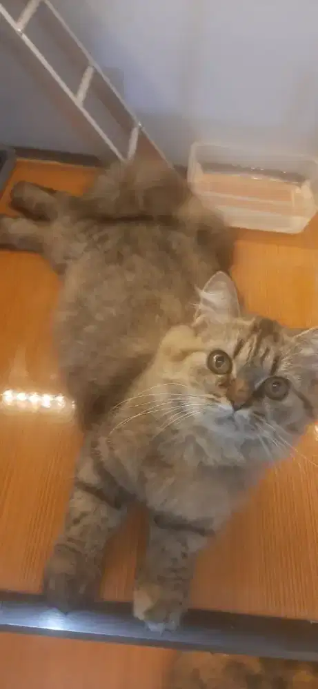 Kitten Kucing Persia betina Black Tabby