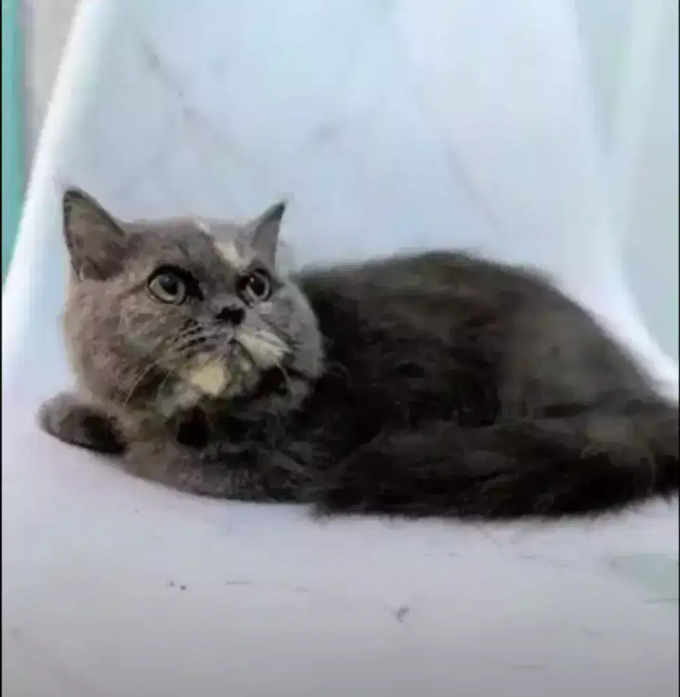 Kucing kitten British longhair Betina Super gembul