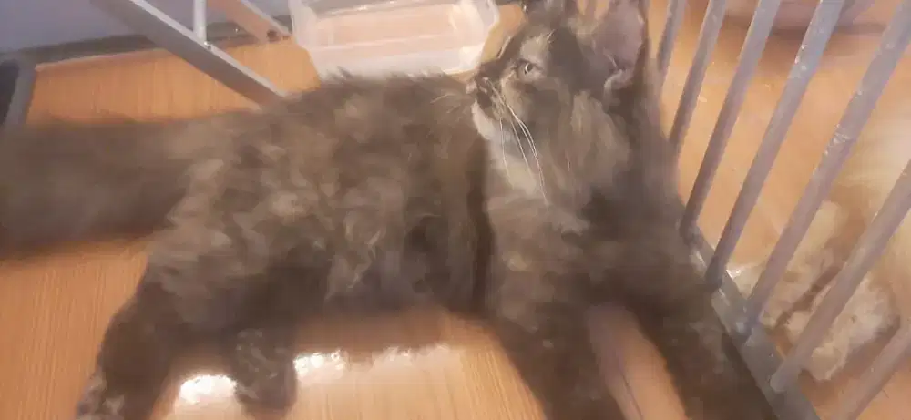 Kitten kucing Persia betina Black Tortie