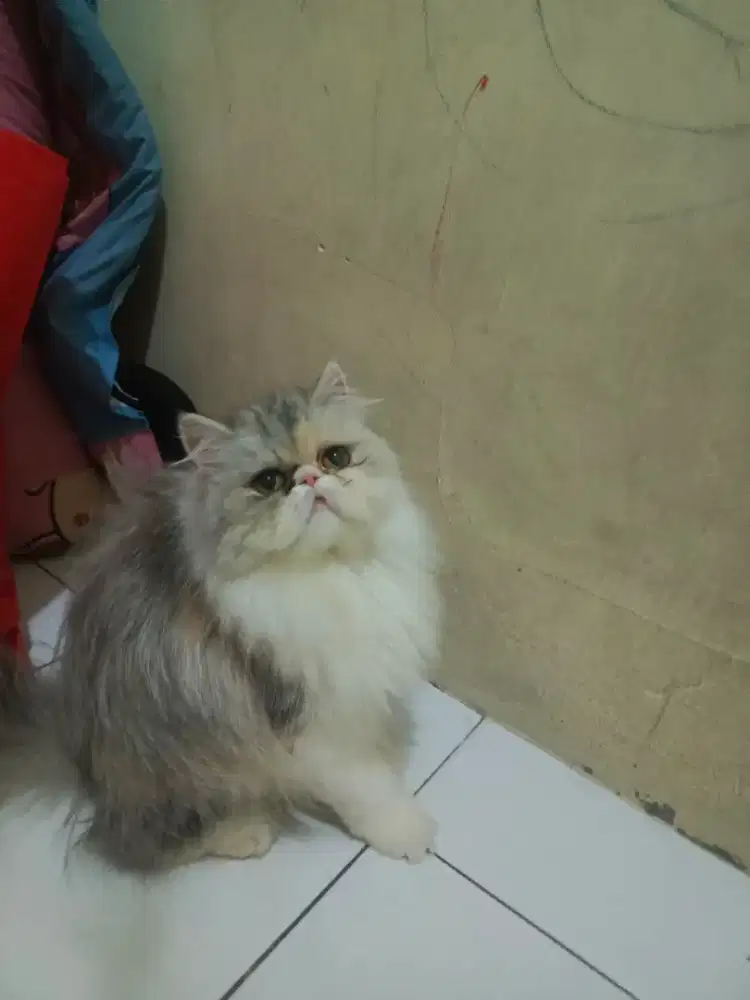 Kucing peaknose persian
