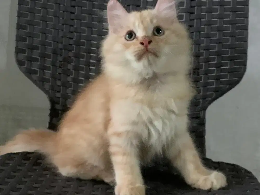 Persia kitten cream