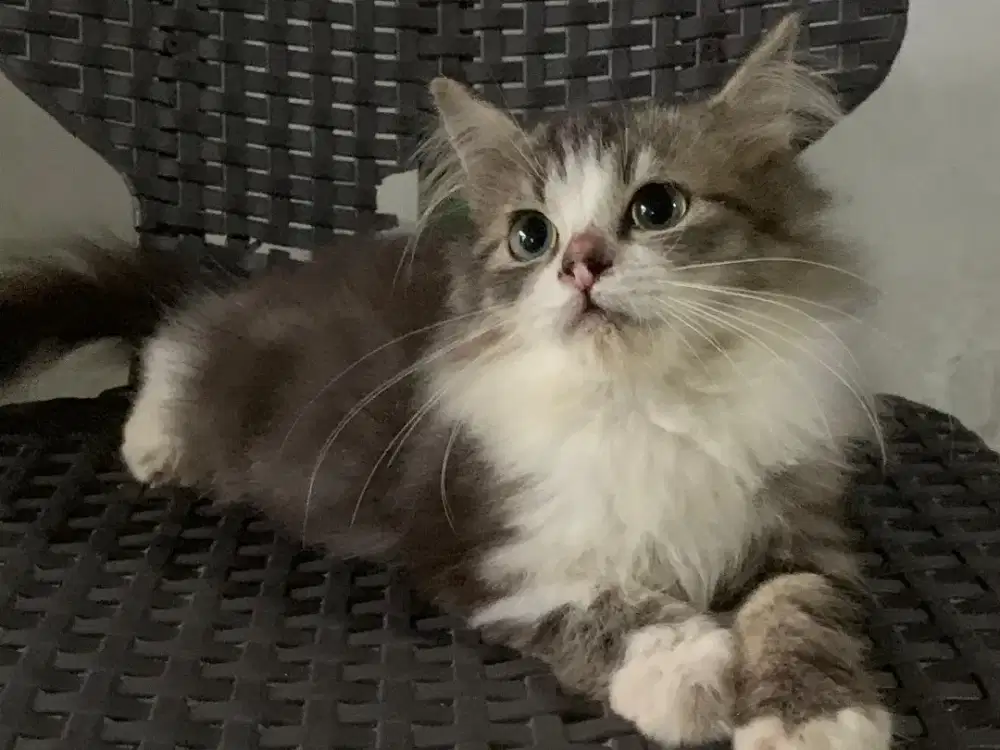 Persia kitten mujair putih