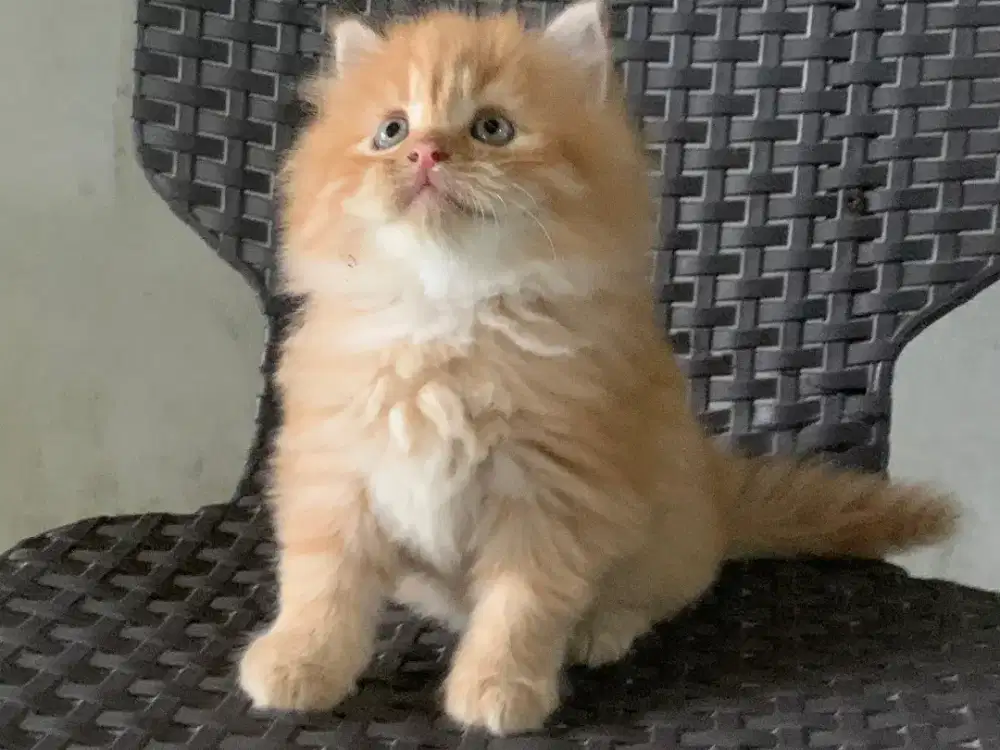 Persia kitten oyen