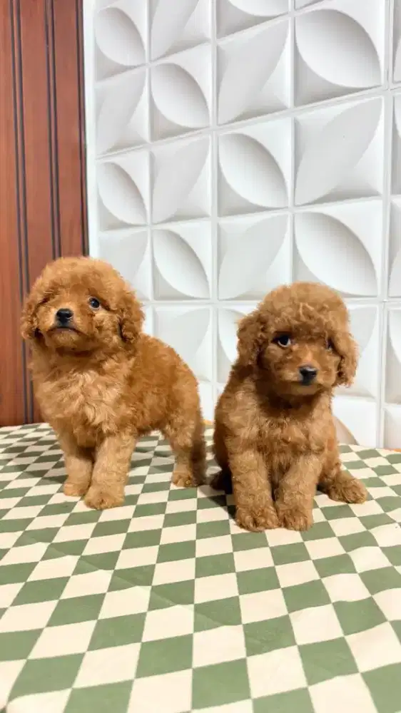 Toy Tiny poodle