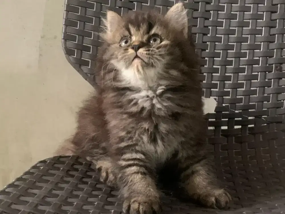 Persia kitten tabby