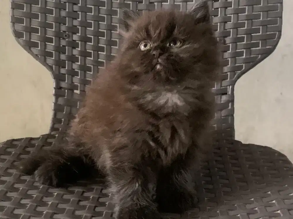Persia kitten black