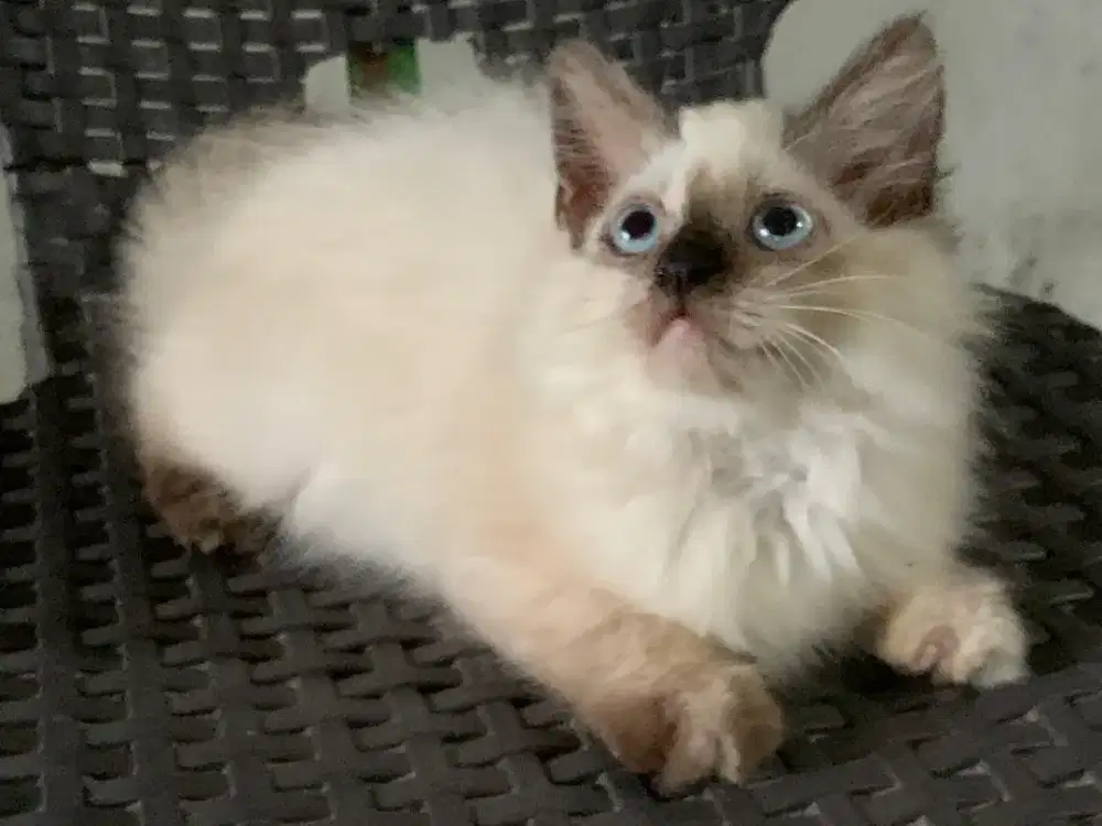 Himalaya kitten seal point