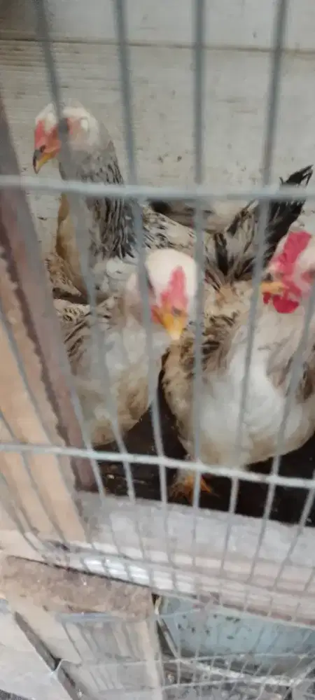 Ayam Brahma muda