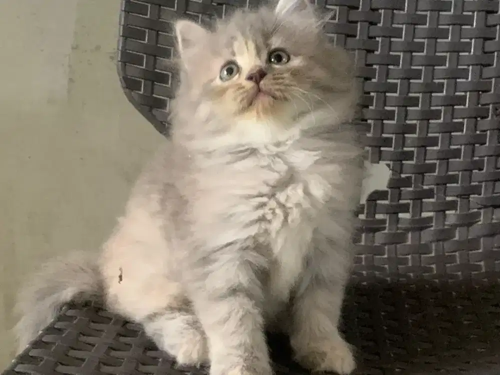 Persia kitten abu abu