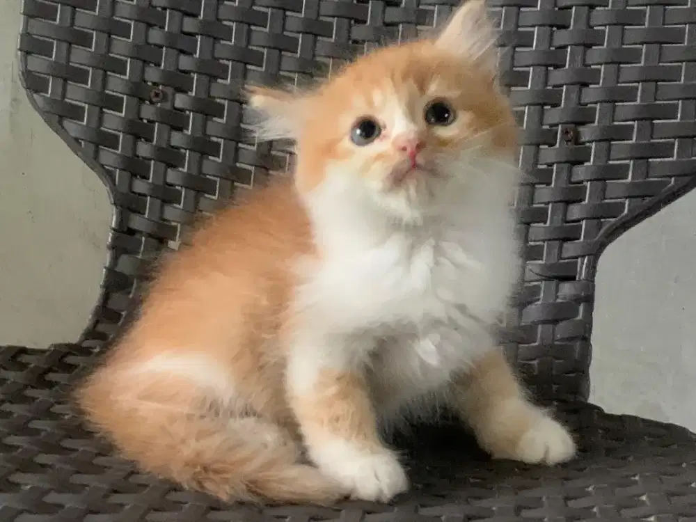 Persia kitten orange white