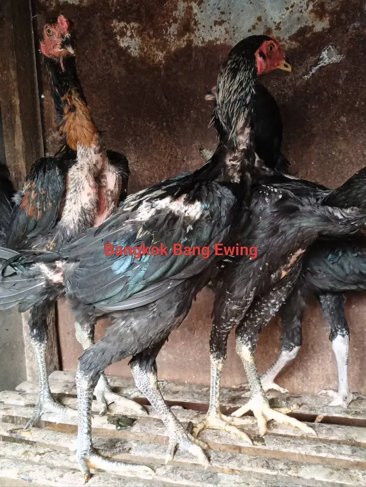 Ayam Bangkok Edisi GANOI Ori