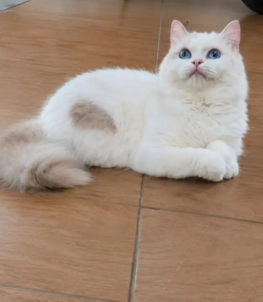 Ragdoll betina cantik 12 bulan