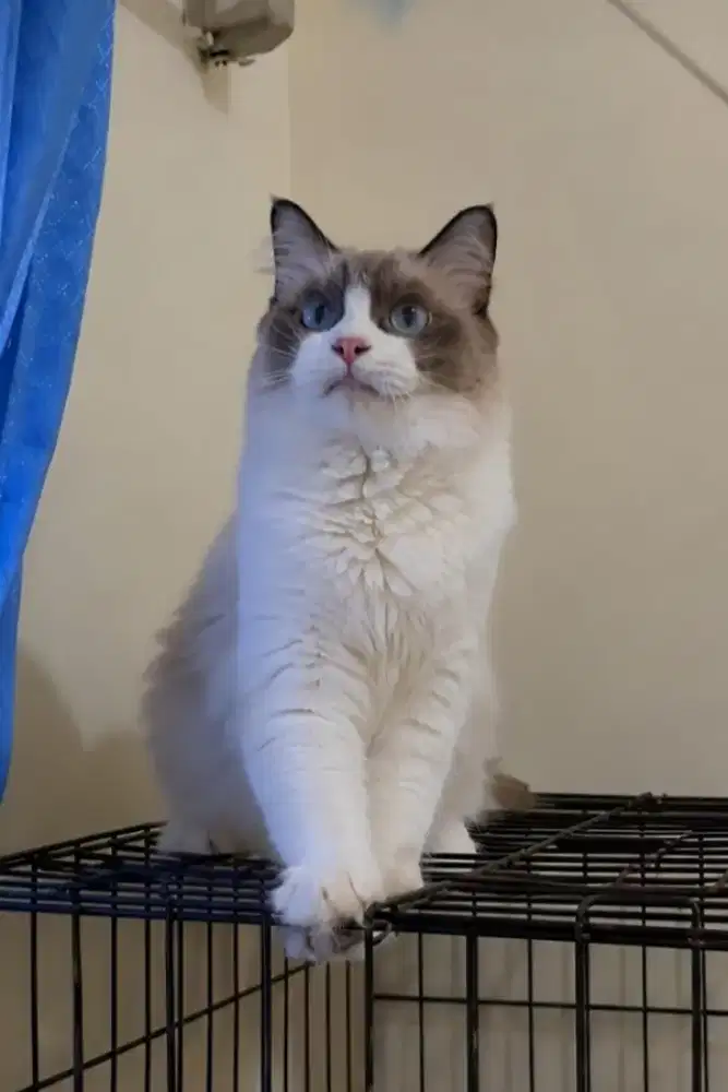 Ragdoll betina kalau hamil bonus