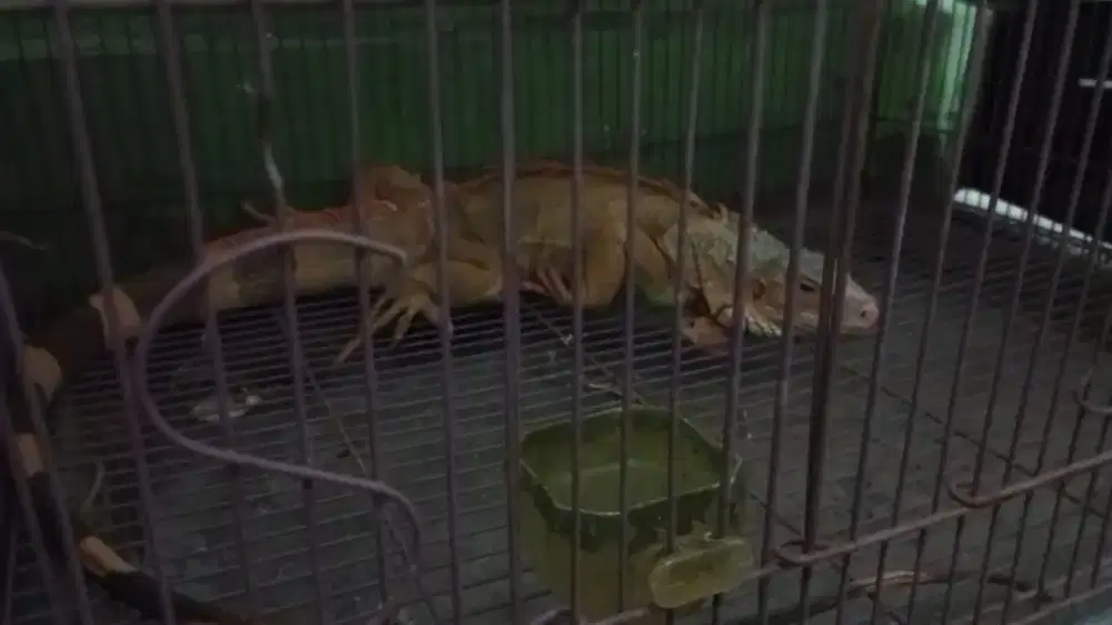 Jual iguana dh bosen ngerawat