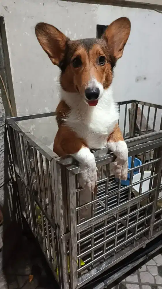 corgi jantan asli stb chip belum setahun