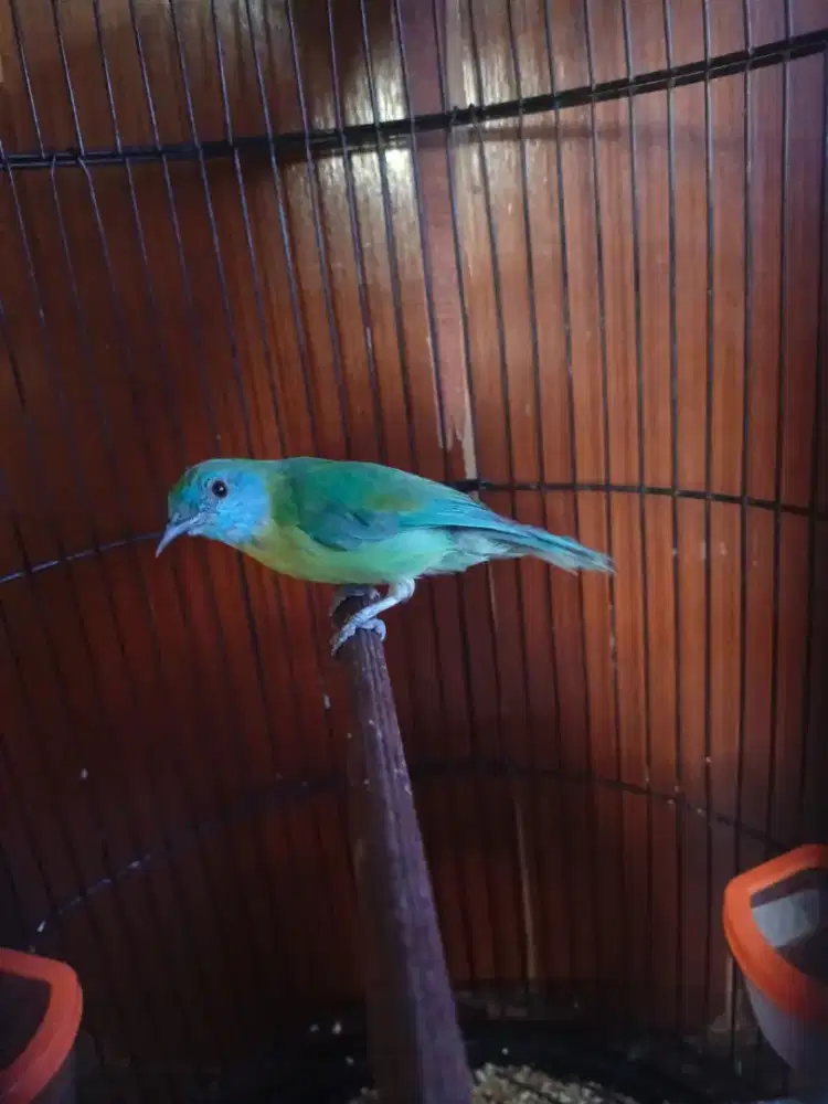 Burung betina buat masteran..