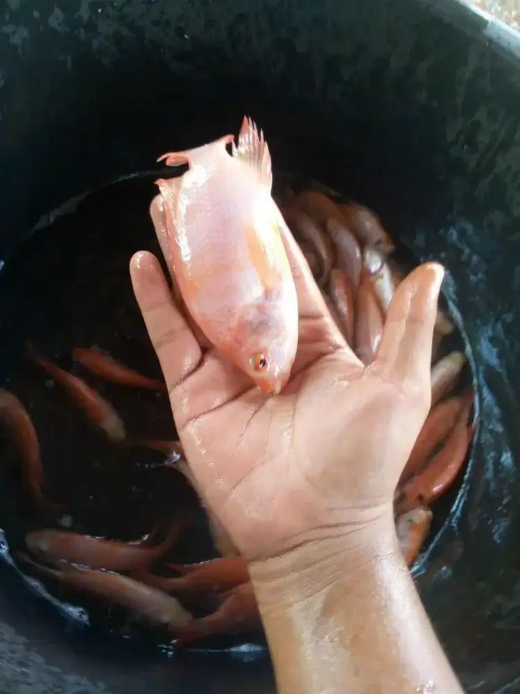 Bibit ikan nila merah bangkok paket 500e