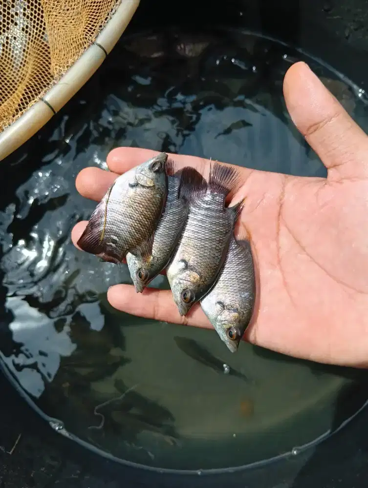 Bibit ikan gurame soang paket 400e