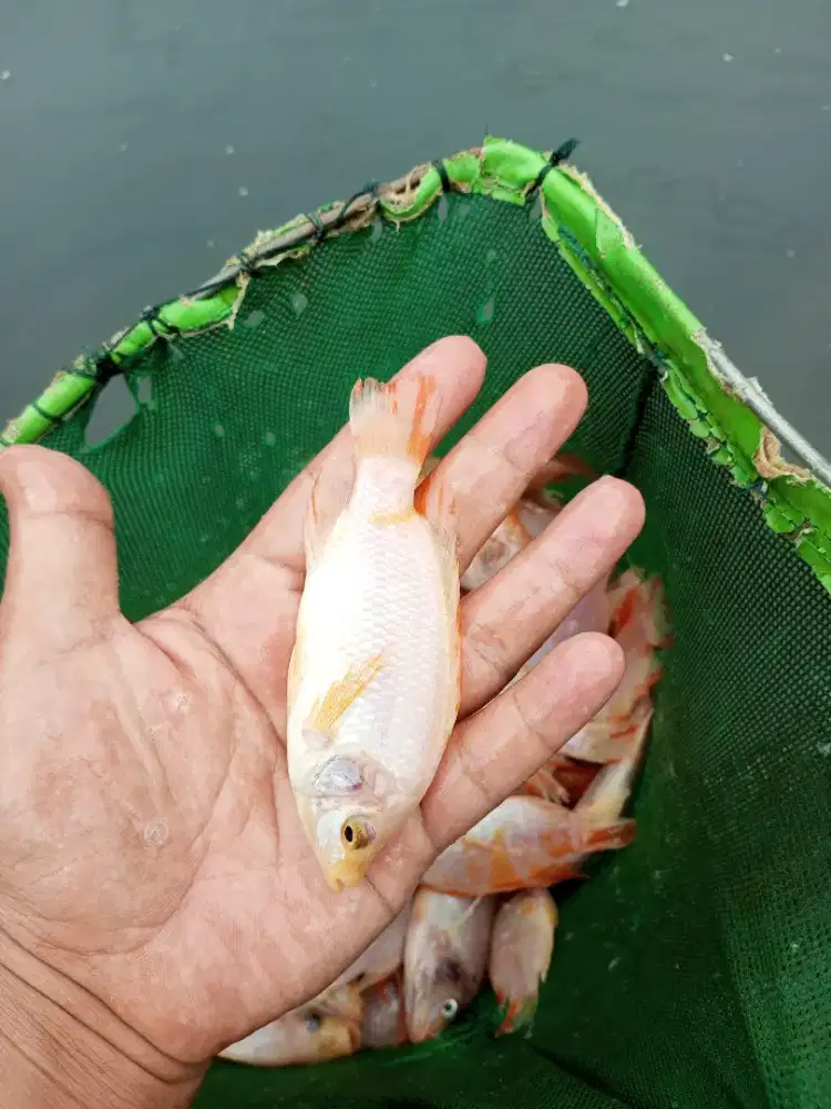 Bibit ikan nila merah bangkok monosex super paket 500e