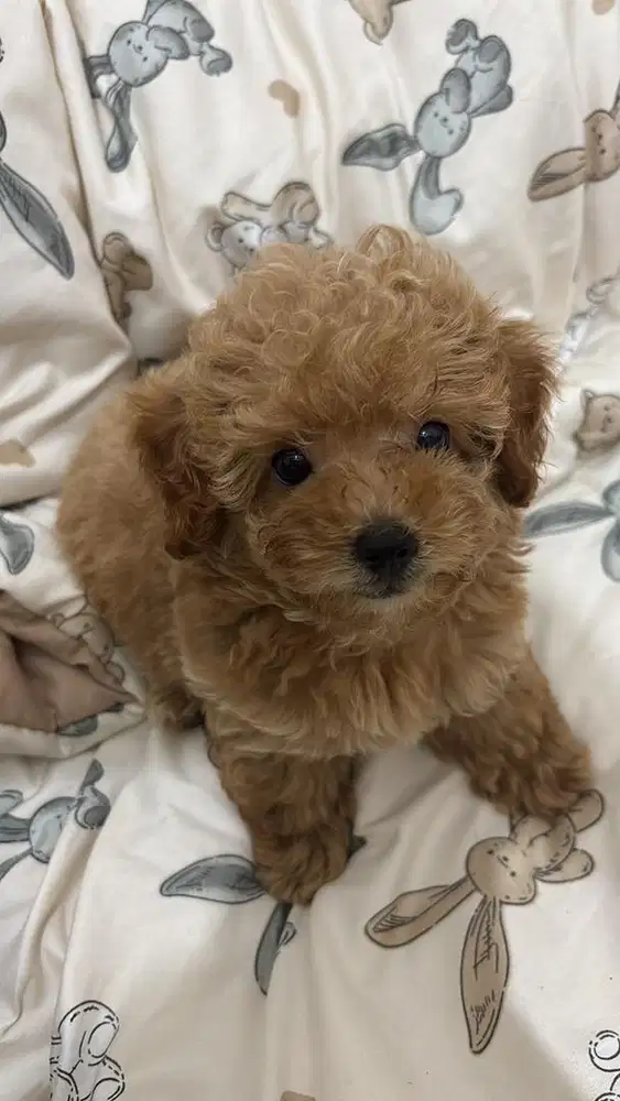 Open adopt tiny poodle fawn
