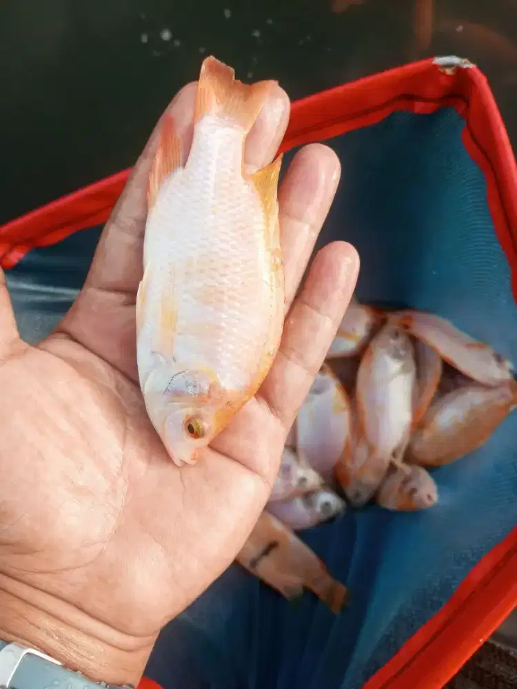 Bibit ikan nila merah bangkok monosex ukuran 3 jari paket 500e