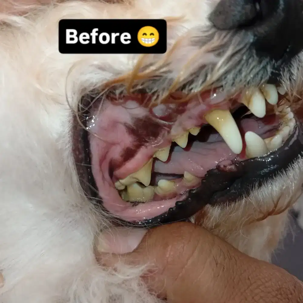 Jasa scaliing gigi doggy