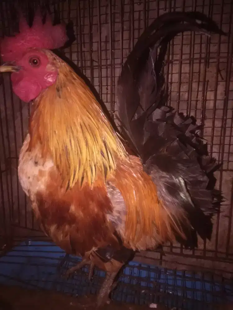Jual jantan kate dewasa satu ekor/BT