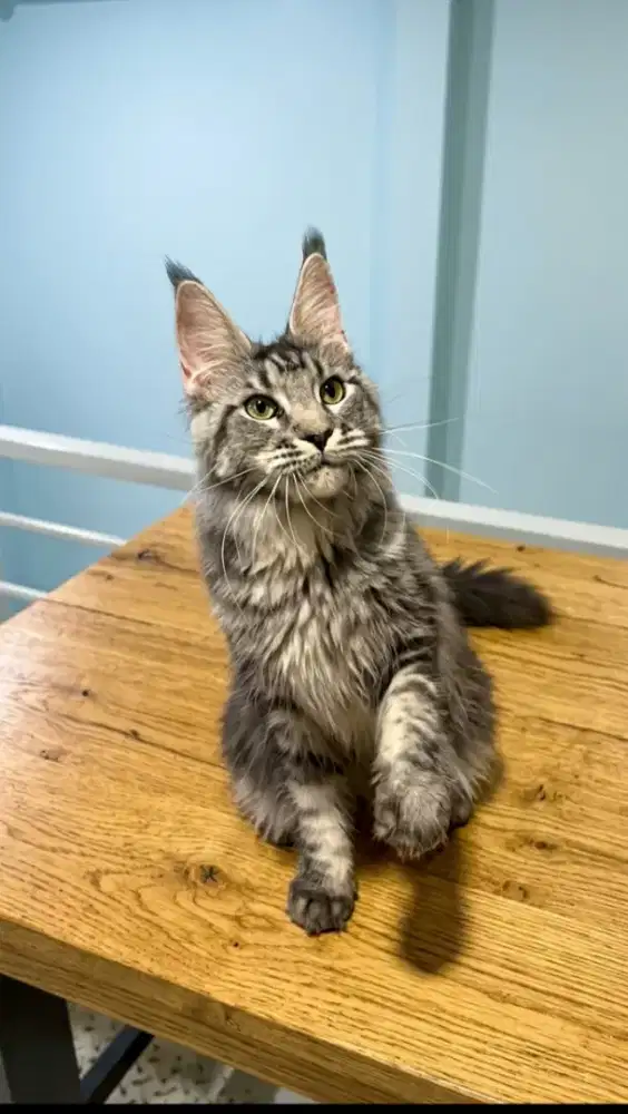 Mainecoon pure betina 8 bulan