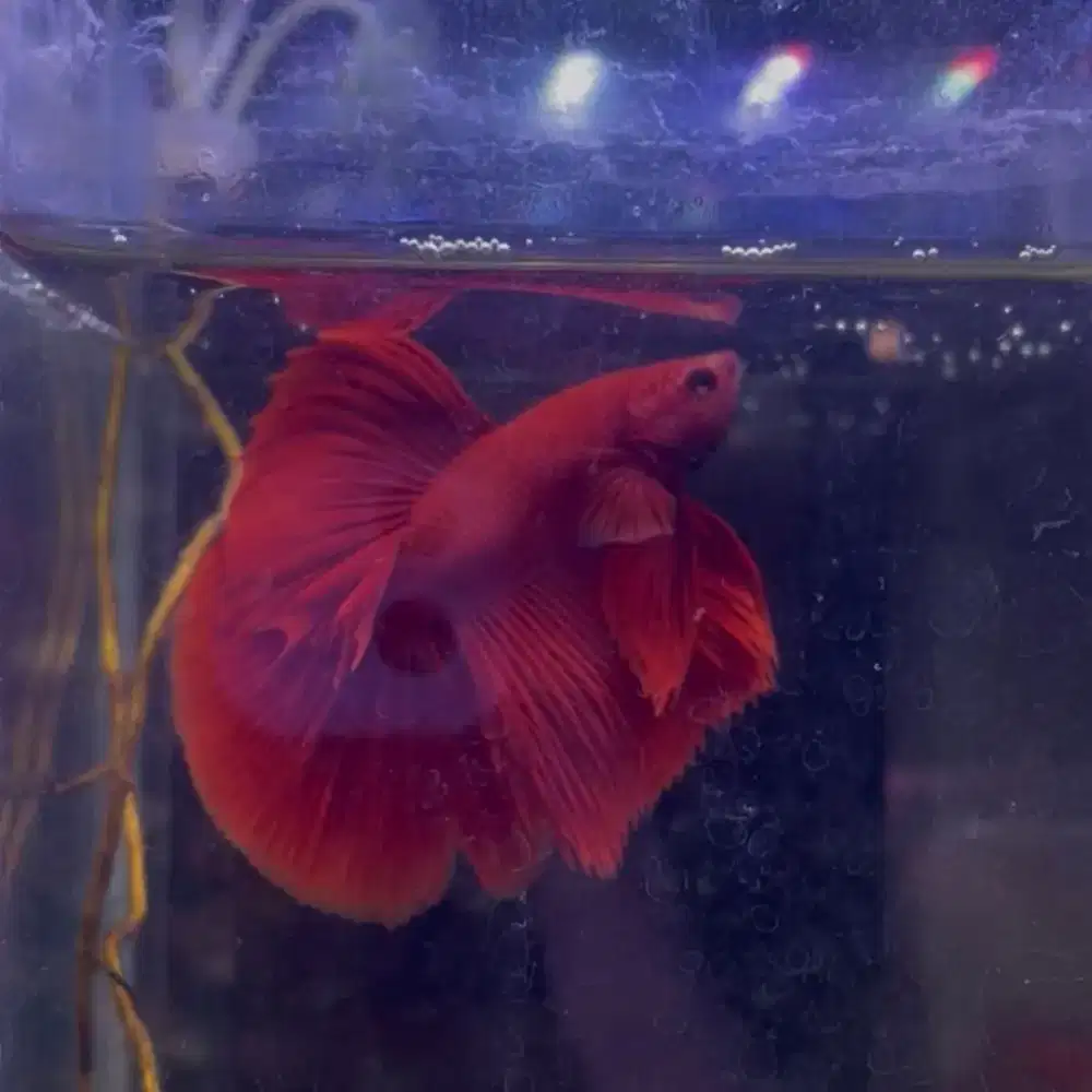 Cupang over halfmoon super red