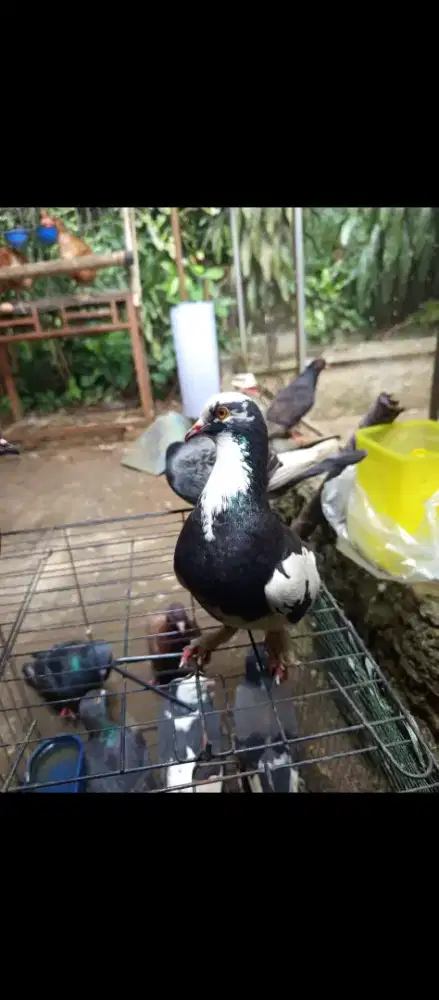Merpati balap jembros