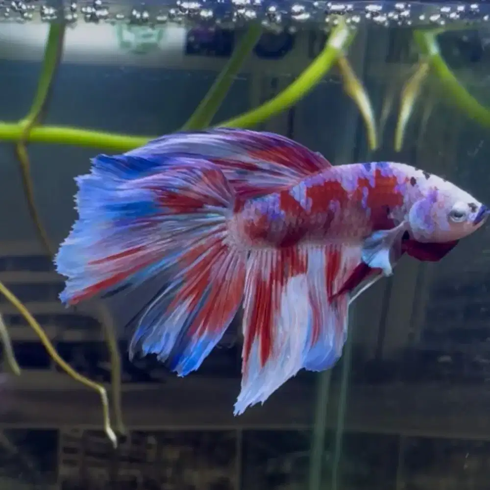 cupang halfmoon barongsai