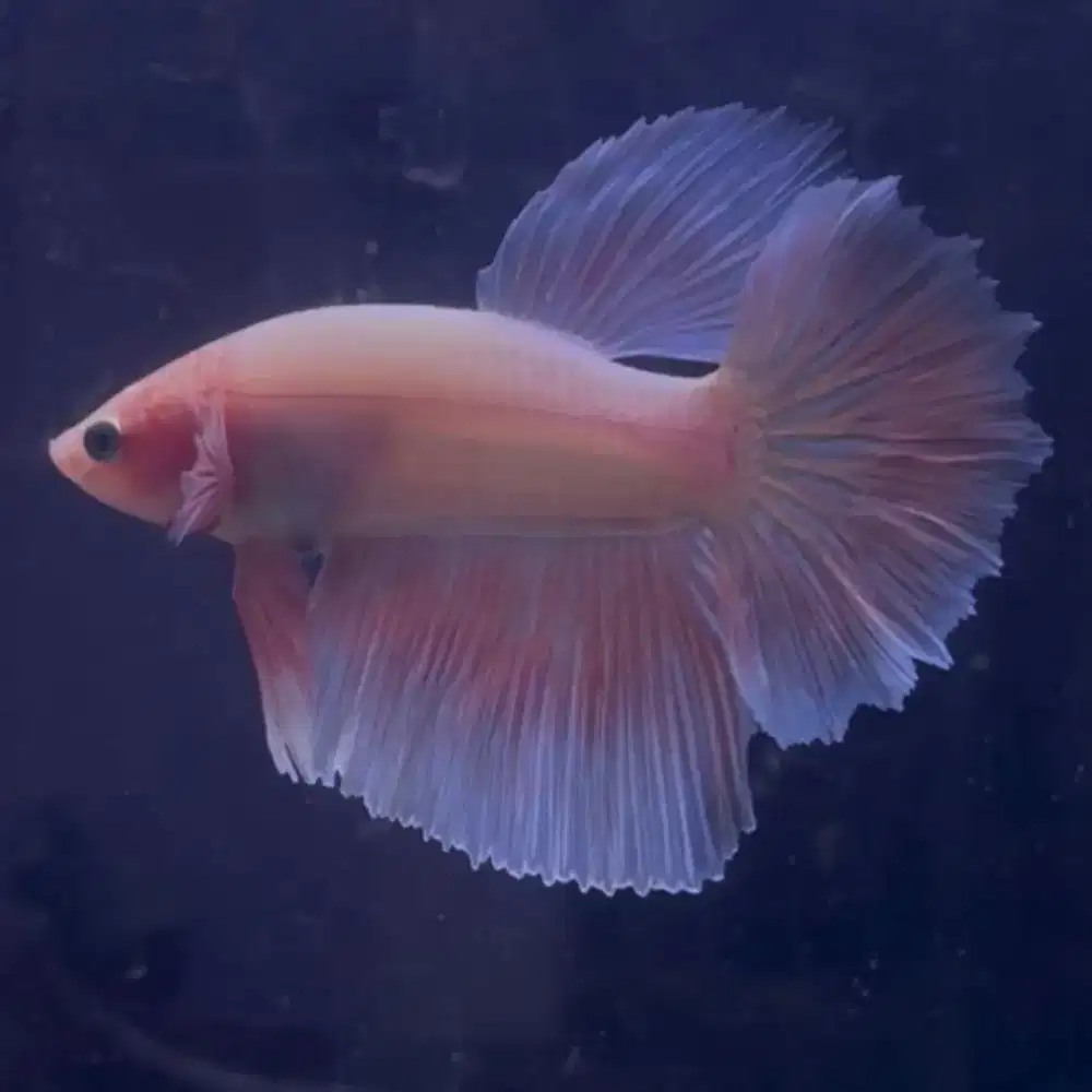 Cupang halfmoon pink