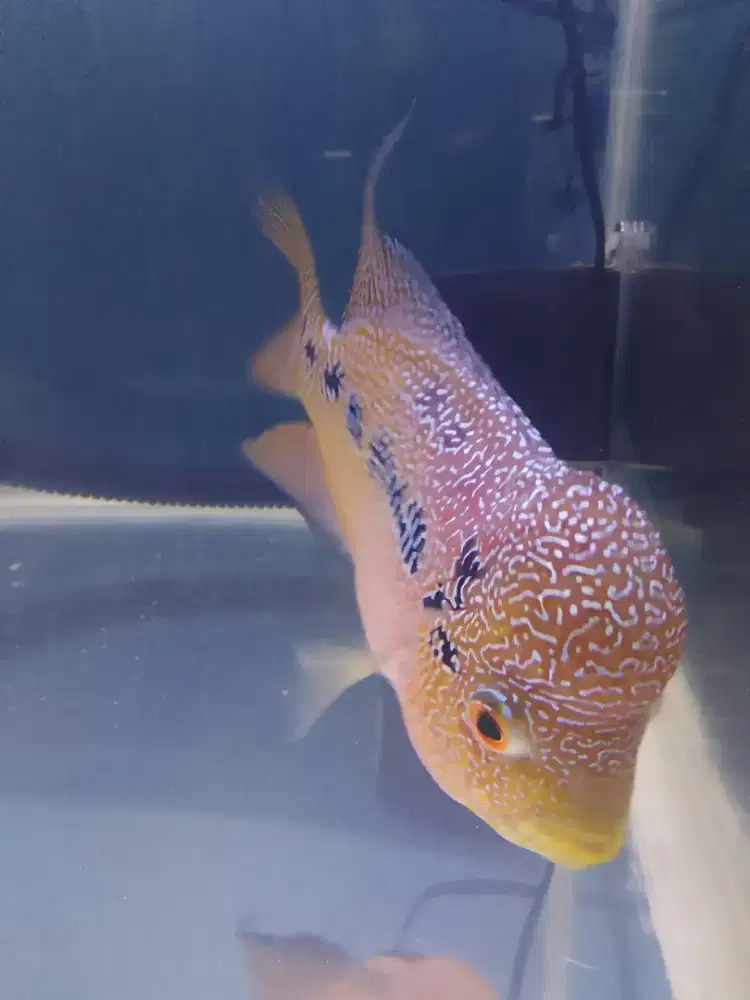 Ikan louhan lohan cencu mutiara
