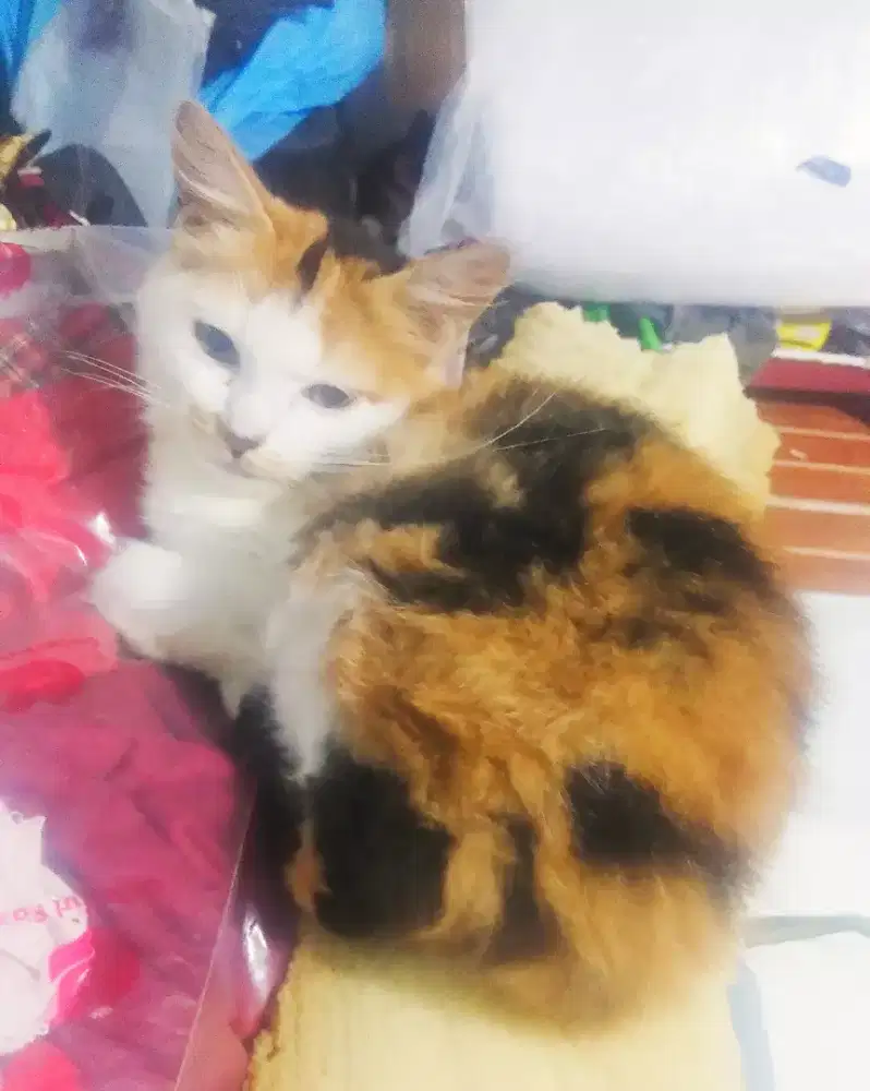 Kitten hrga 2ekor calico bersih sehat rampus aktif main