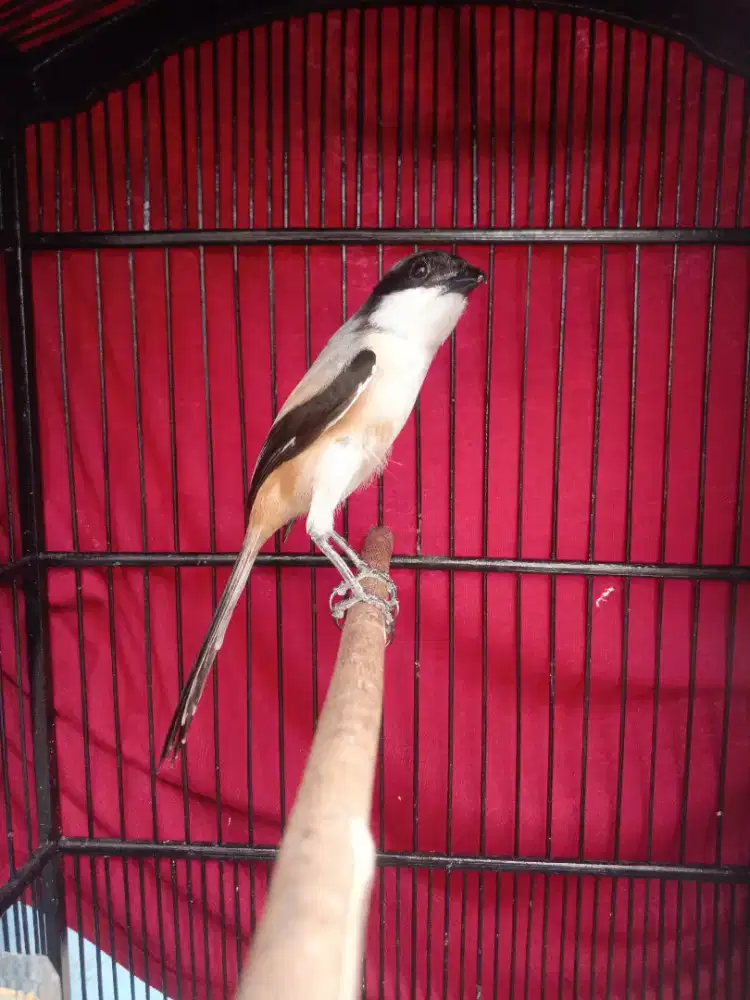 Toed Jatim mulus