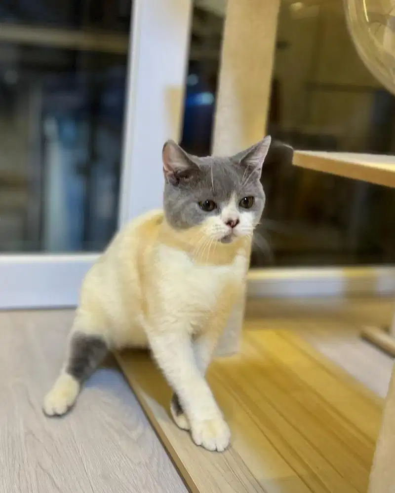 Kucing british shorthair bico gembul