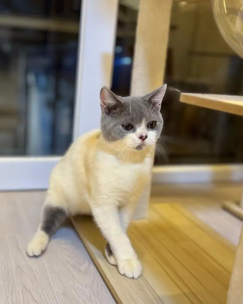 Kucing british shorthair bicolor gembul