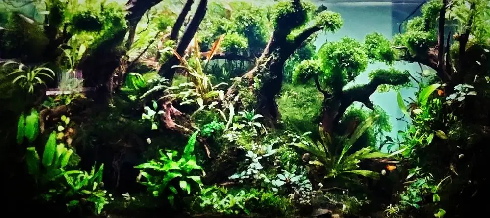 Pembuatan kolam koi aviary aquascape