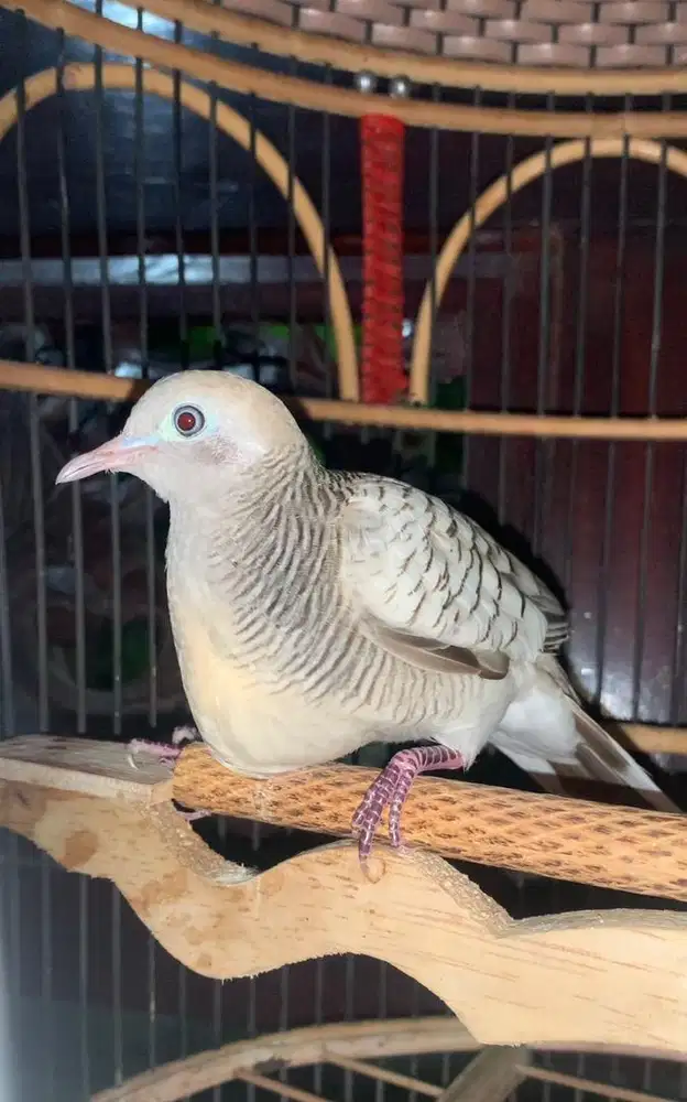 Perkutut Kantong Semar Istimewa