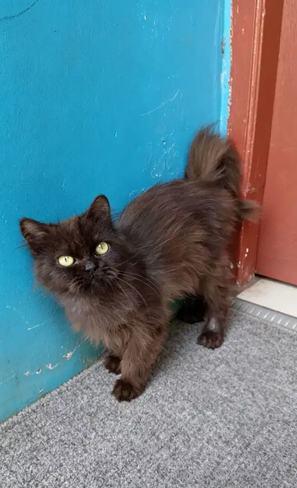 Kucing Persia murah
