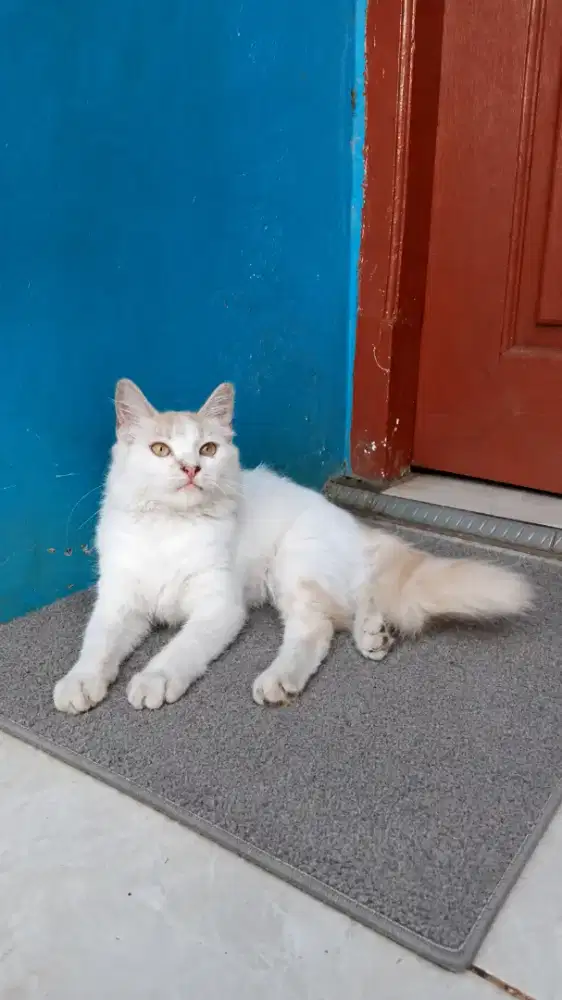 Kucing Persia murah