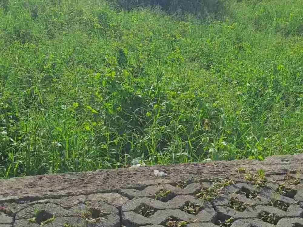 Lahan 500m² di Berawa Dekat Pantai dan Area Wisata - Thumbnail 3