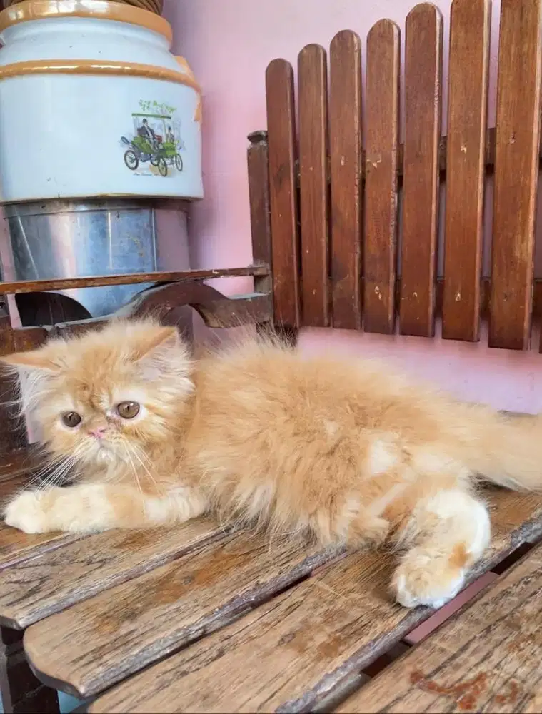 KITTEN PERSIAN FLATNOSE LONGHAIR BULU KAPAS