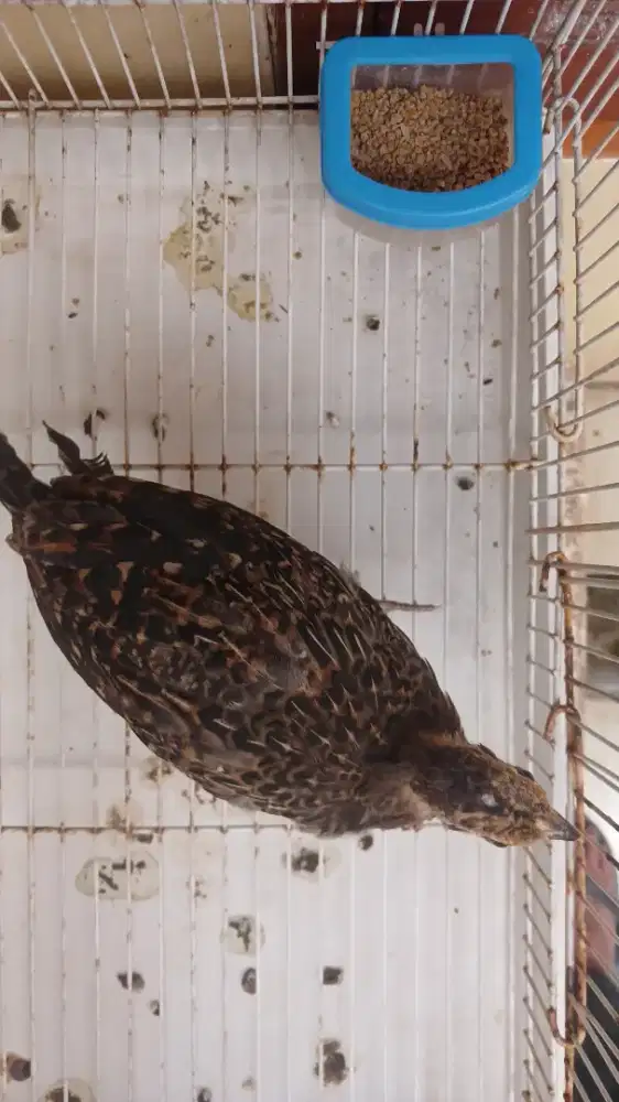 Ayam Hutan Hijau
